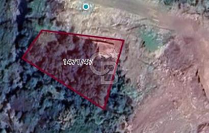 İzmir Dikili Çandarlı' da Kısmi İmarlı Satılık Zeytinlik CB PH