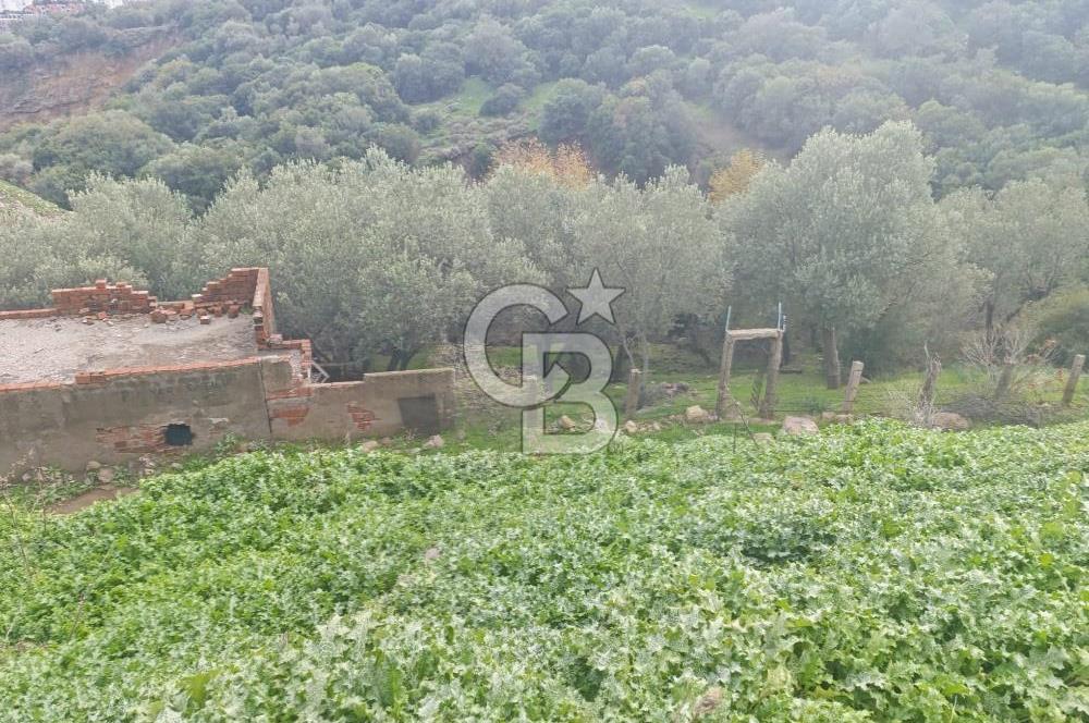 İzmir Dikili Çandarlı' da Kısmi İmarlı Satılık Zeytinlik CB PH