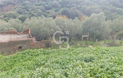 İzmir Dikili Çandarlı' da Kısmi İmarlı Satılık Zeytinlik CB PH