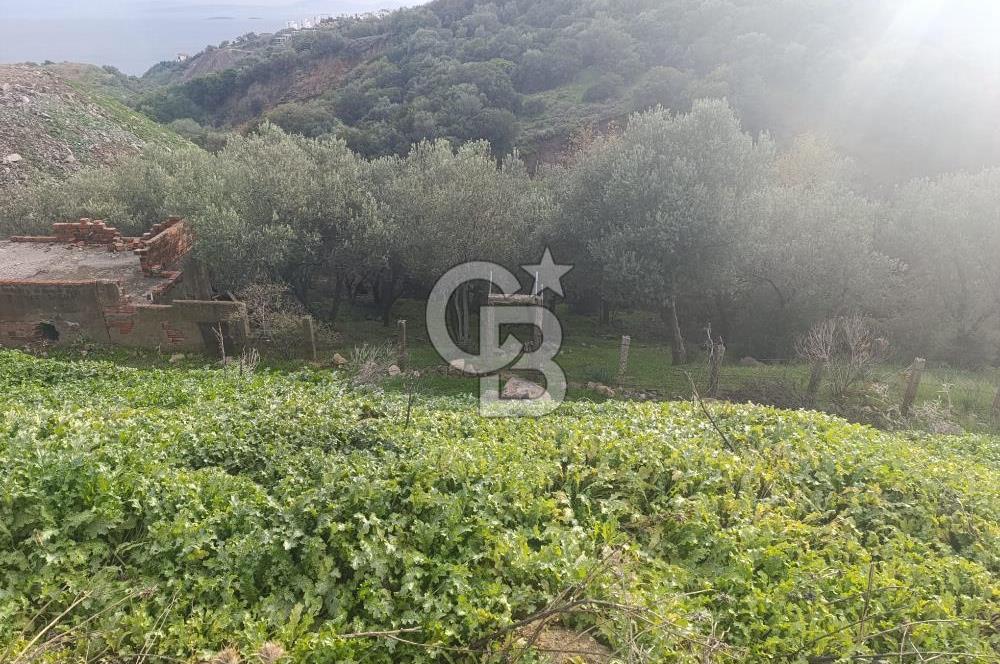 İzmir Dikili Çandarlı' da Kısmi İmarlı Satılık Zeytinlik CB PH