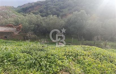 İzmir Dikili Çandarlı' da Kısmi İmarlı Satılık Zeytinlik CB PH