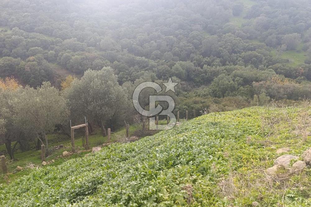 İzmir Dikili Çandarlı' da Kısmi İmarlı Satılık Zeytinlik CB PH