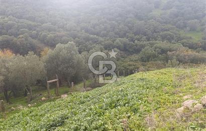 İzmir Dikili Çandarlı' da Kısmi İmarlı Satılık Zeytinlik CB PH