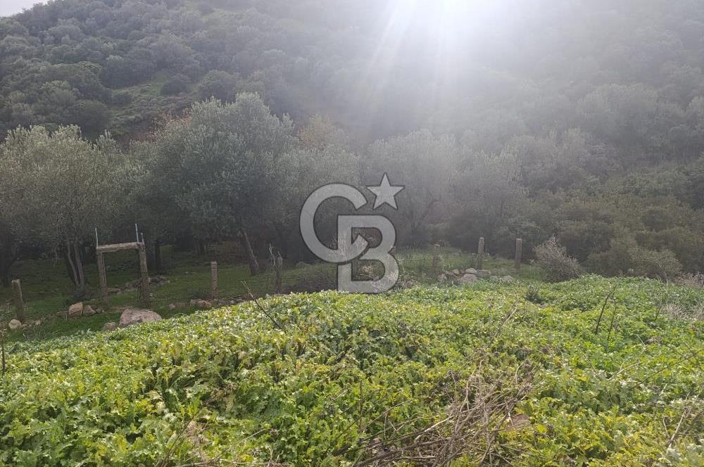 İzmir Dikili Çandarlı' da Kısmi İmarlı Satılık Zeytinlik CB PH