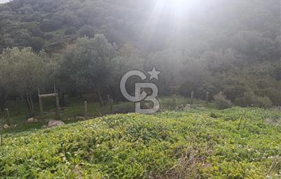 İzmir Dikili Çandarlı' da Kısmi İmarlı Satılık Zeytinlik CB PH
