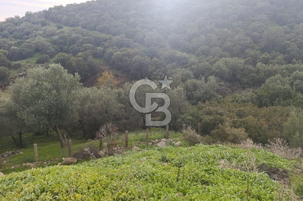 İzmir Dikili Çandarlı' da Kısmi İmarlı Satılık Zeytinlik CB PH