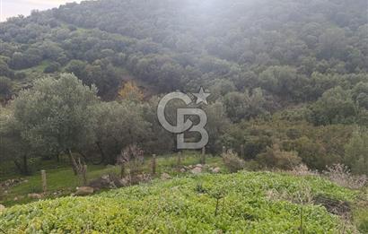 İzmir Dikili Çandarlı' da Kısmi İmarlı Satılık Zeytinlik CB PH