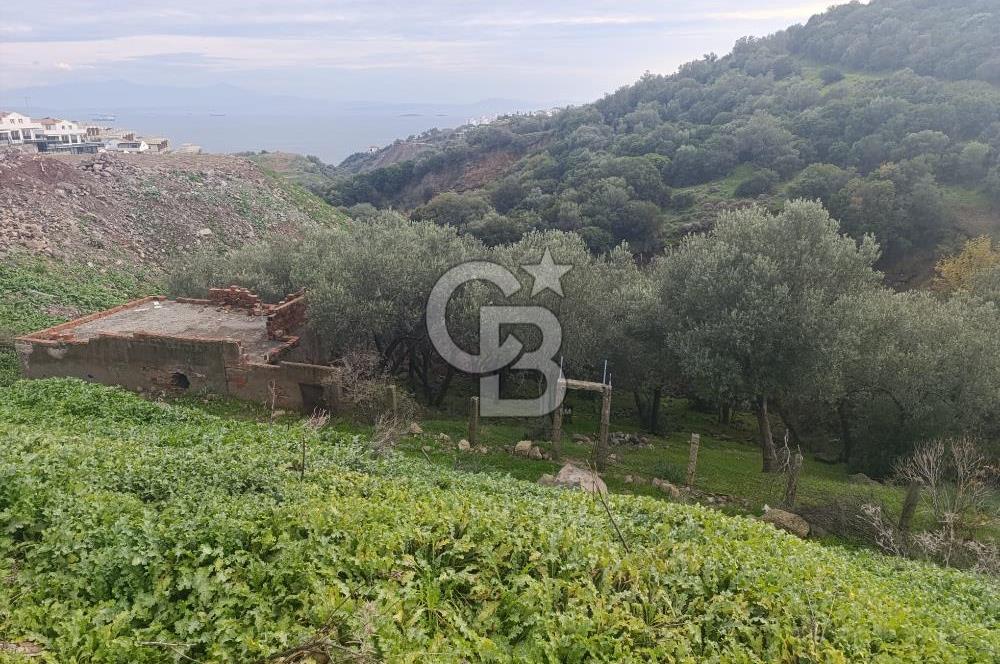 İzmir Dikili Çandarlı' da Kısmi İmarlı Satılık Zeytinlik CB PH