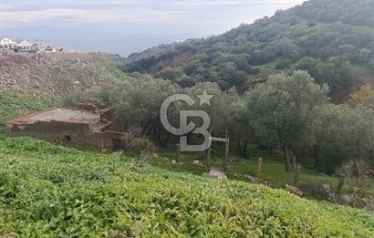İzmir Dikili Çandarlı' da Kısmi İmarlı Satılık Zeytinlik CB PH