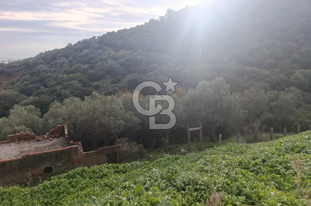İzmir Dikili Çandarlı' da Kısmi İmarlı Satılık Zeytinlik CB PH