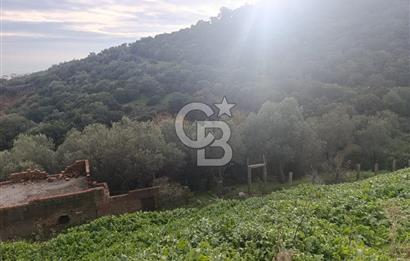 İzmir Dikili Çandarlı' da Kısmi İmarlı Satılık Zeytinlik CB PH