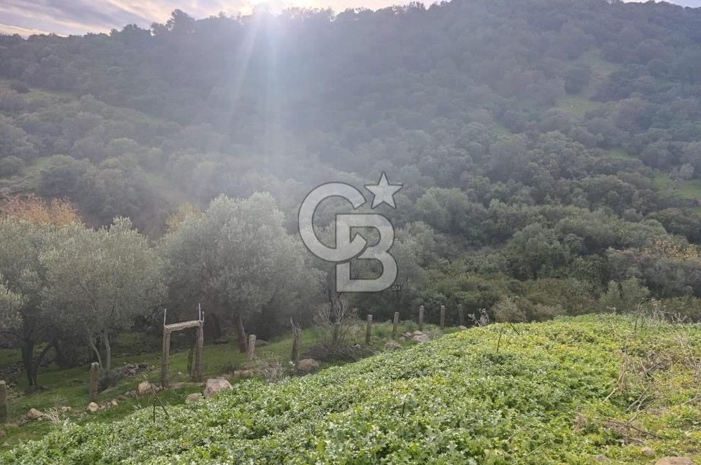 İzmir Dikili Çandarlı' da Kısmi İmarlı Satılık Zeytinlik CB PH
