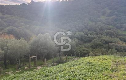 İzmir Dikili Çandarlı' da Kısmi İmarlı Satılık Zeytinlik CB PH
