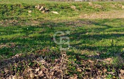 ÇANAKKALE LAPSEKİ BEYÇAYIR KÖYÜ 5246 m2 SATILIK ARAZİ