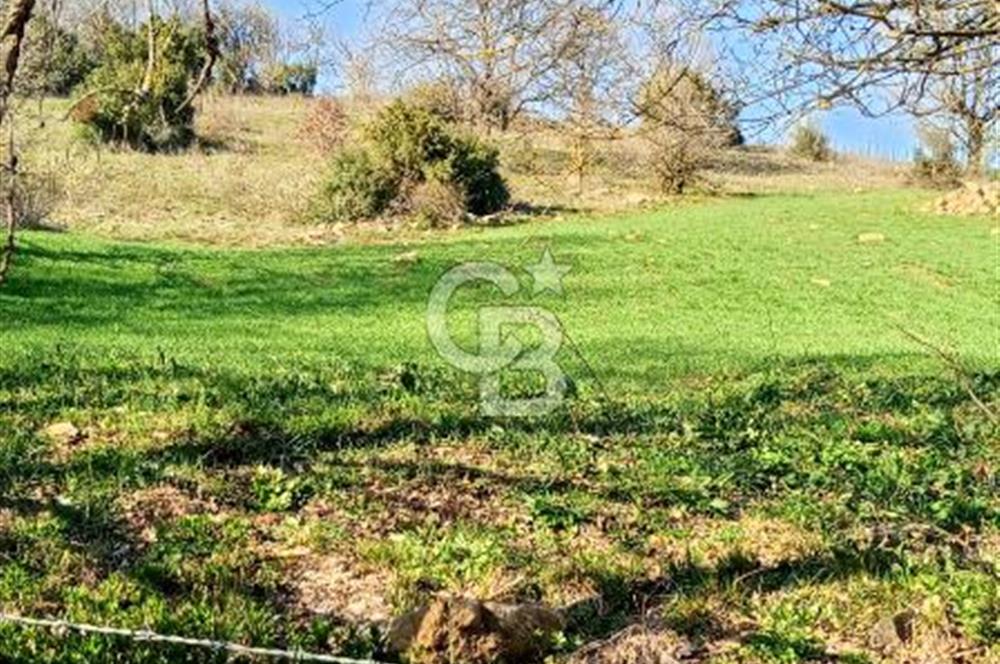 ÇANAKKALE LAPSEKİ BEYÇAYIR KÖYÜ 5246 m2 SATILIK ARAZİ