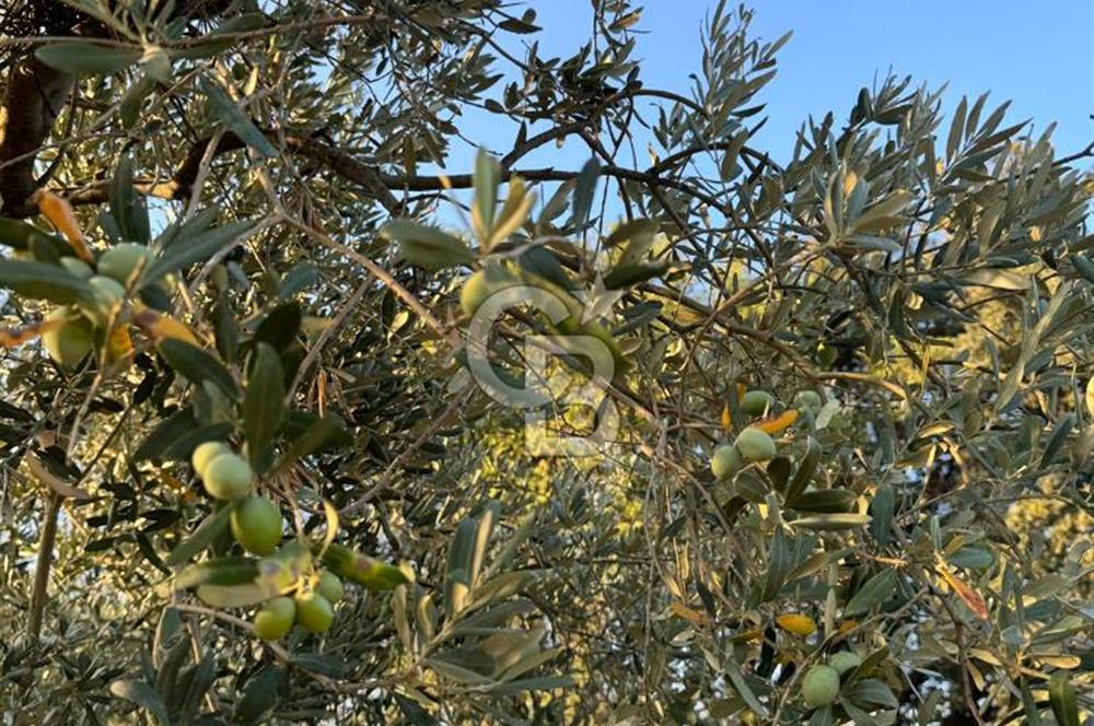 İZMİR BERGAMA 2.265 M2 DEĞERLİ YATIRIMLIK ZEYTİNLİK ARAZİ