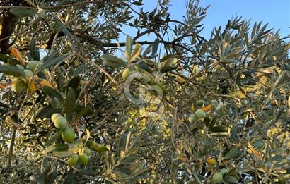 İZMİR BERGAMA 2.265 M2 DEĞERLİ YATIRIMLIK ZEYTİNLİK ARAZİ