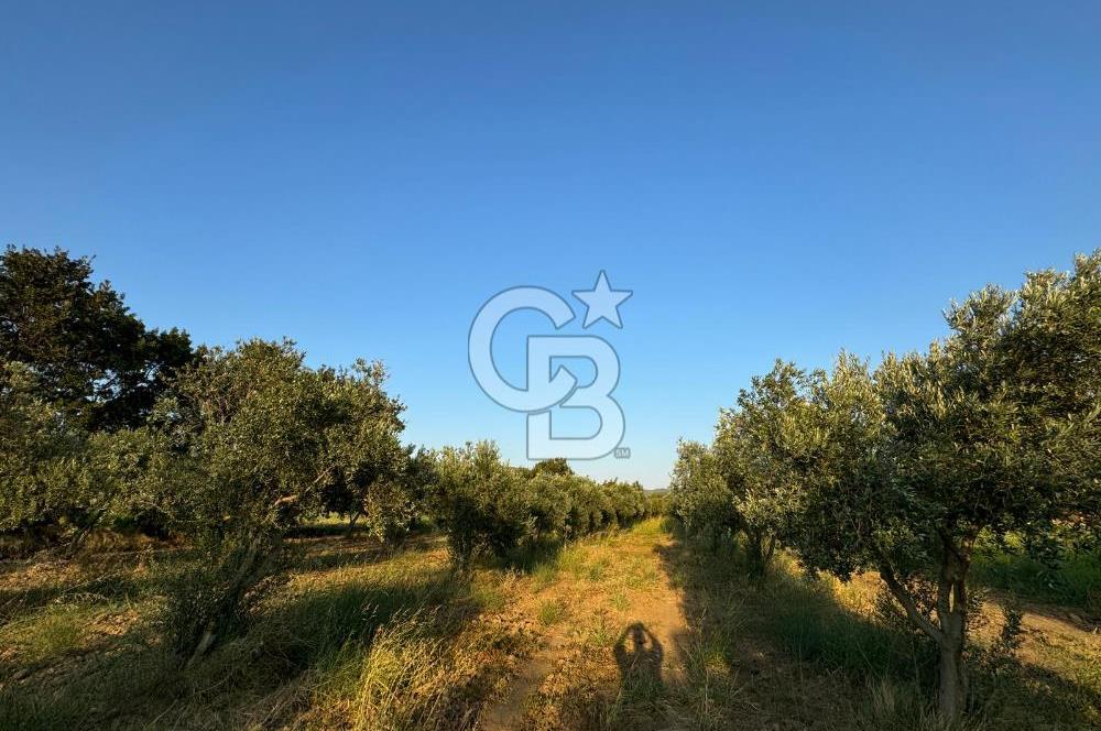 İZMİR BERGAMA 2.265 M2 DEĞERLİ YATIRIMLIK ZEYTİNLİK ARAZİ