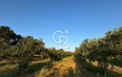 İZMİR BERGAMA 2.265 M2 DEĞERLİ YATIRIMLIK ZEYTİNLİK ARAZİ