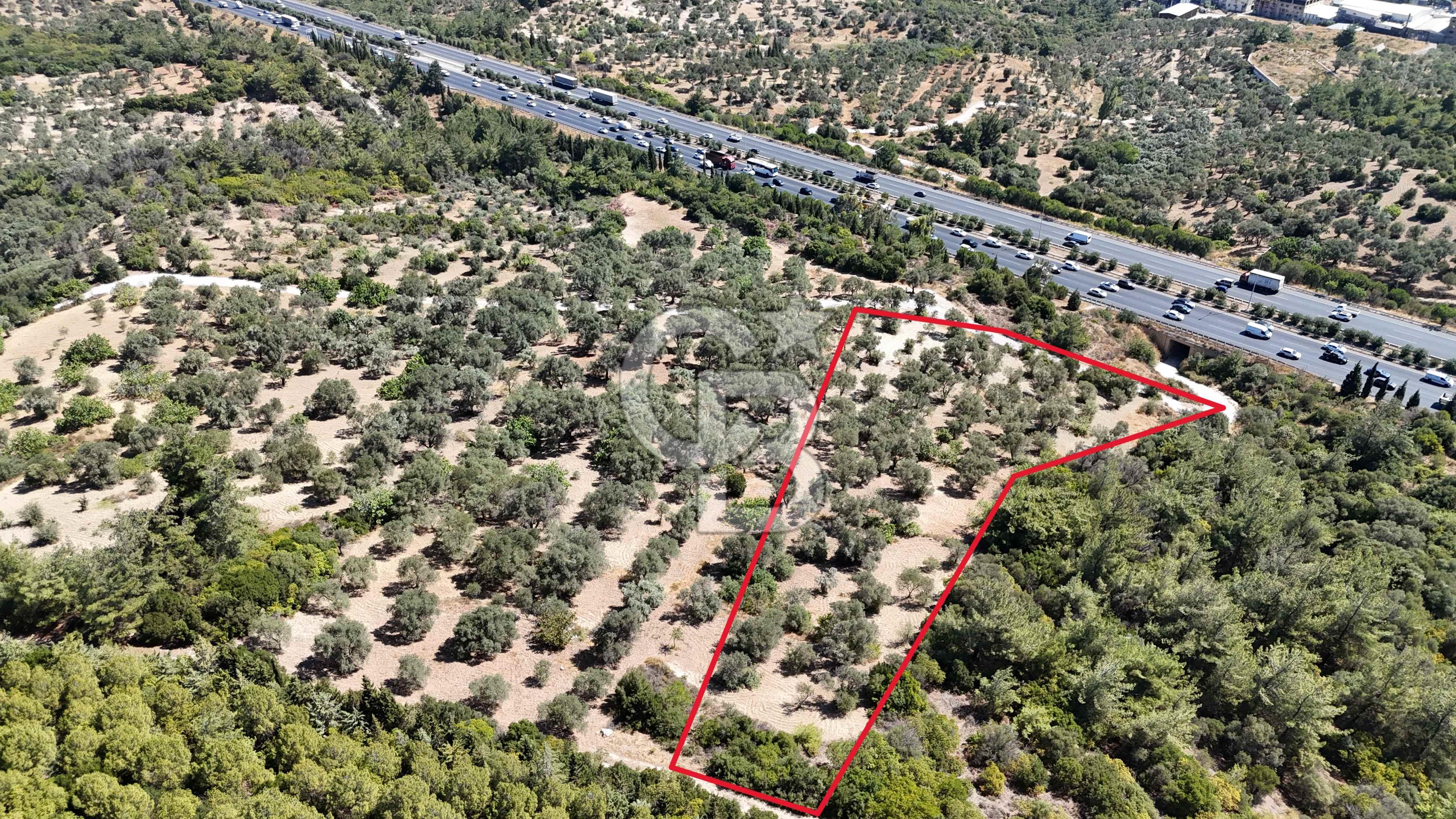 Bornovada Satılık Verimli Otobana yakın Zeytinlik150 Ağaç