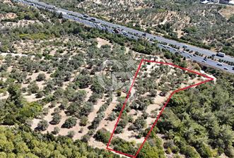 Bornovada Satılık Verimli Otobana yakın Zeytinlik150 Ağaç - 8 - 319935