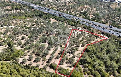 Bornovada Satılık Verimli Otobana yakın Zeytinlik150 Ağaç