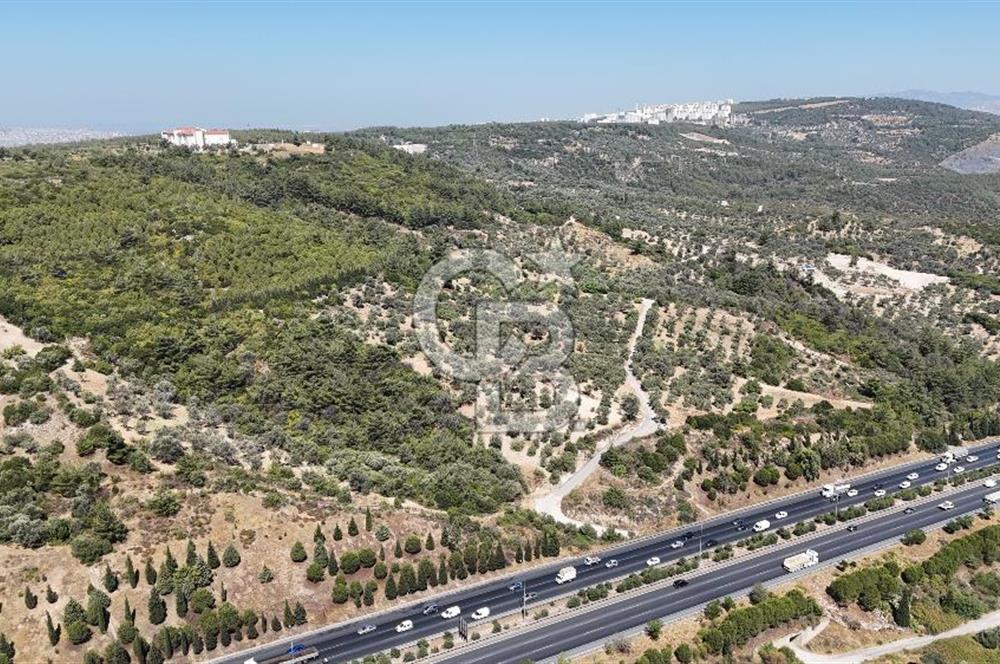 Bornovada Satılık Verimli Otobana yakın Zeytinlik150 Ağaç