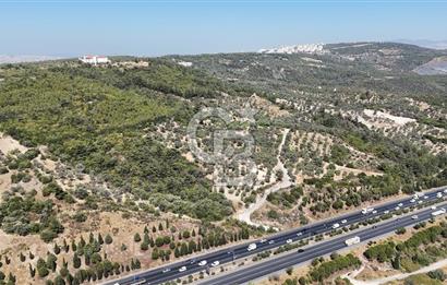 Bornovada Satılık Verimli Otobana yakın Zeytinlik150 Ağaç