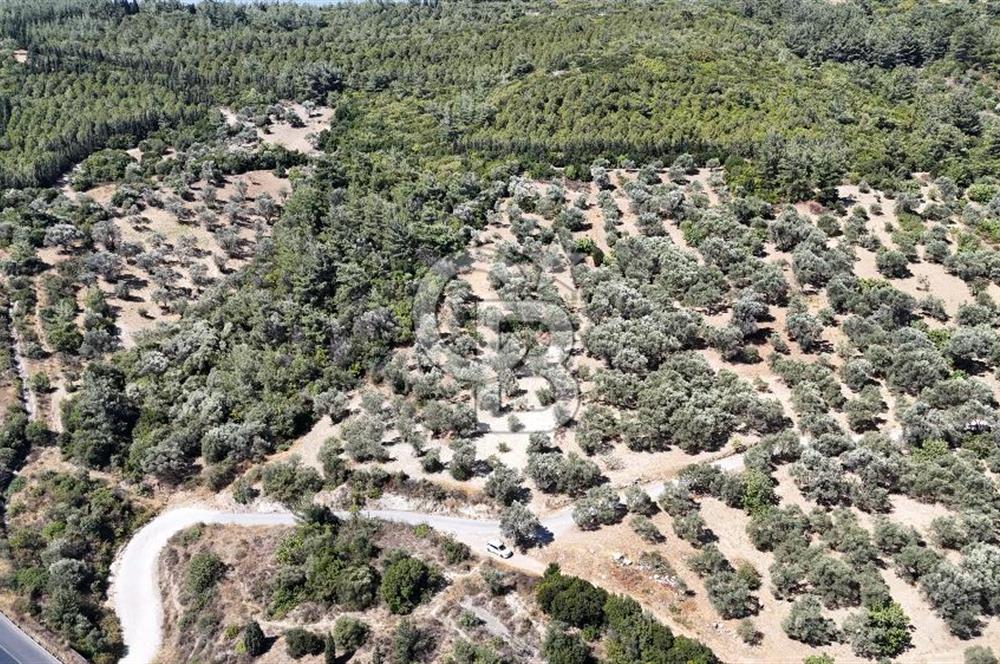 Bornovada Satılık Verimli Otobana yakın Zeytinlik150 Ağaç