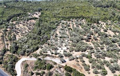 Bornovada Satılık Verimli Otobana yakın Zeytinlik150 Ağaç