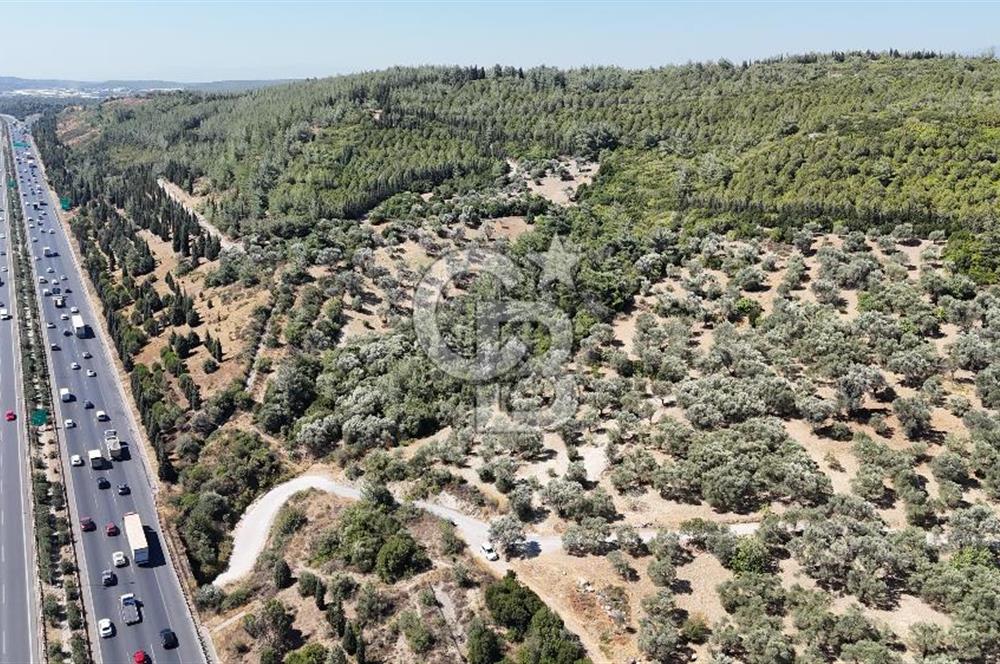 Bornovada Satılık Verimli Otobana yakın Zeytinlik150 Ağaç