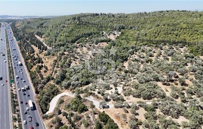 Bornovada Satılık Verimli Otobana yakın Zeytinlik150 Ağaç
