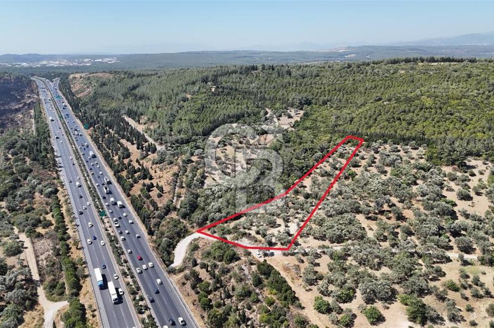 Bornovada Satılık Verimli Otobana yakın Zeytinlik150 Ağaç