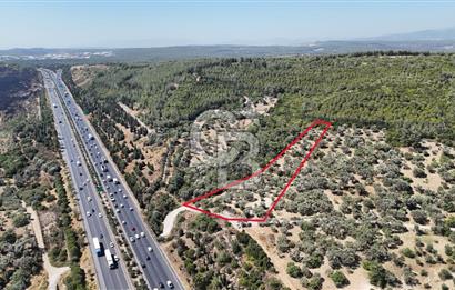 Bornovada Satılık Verimli Otobana yakın Zeytinlik150 Ağaç