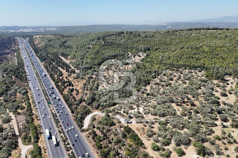 Bornovada Satılık Verimli Otobana yakın Zeytinlik150 Ağaç