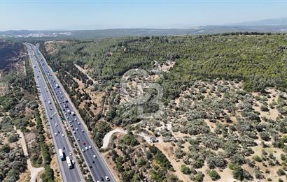 Bornovada Satılık Verimli Otobana yakın Zeytinlik150 Ağaç