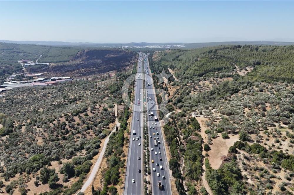 Bornovada Satılık Verimli Otobana yakın Zeytinlik150 Ağaç