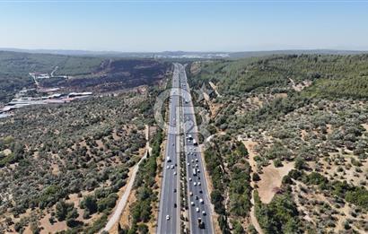 Bornovada Satılık Verimli Otobana yakın Zeytinlik150 Ağaç