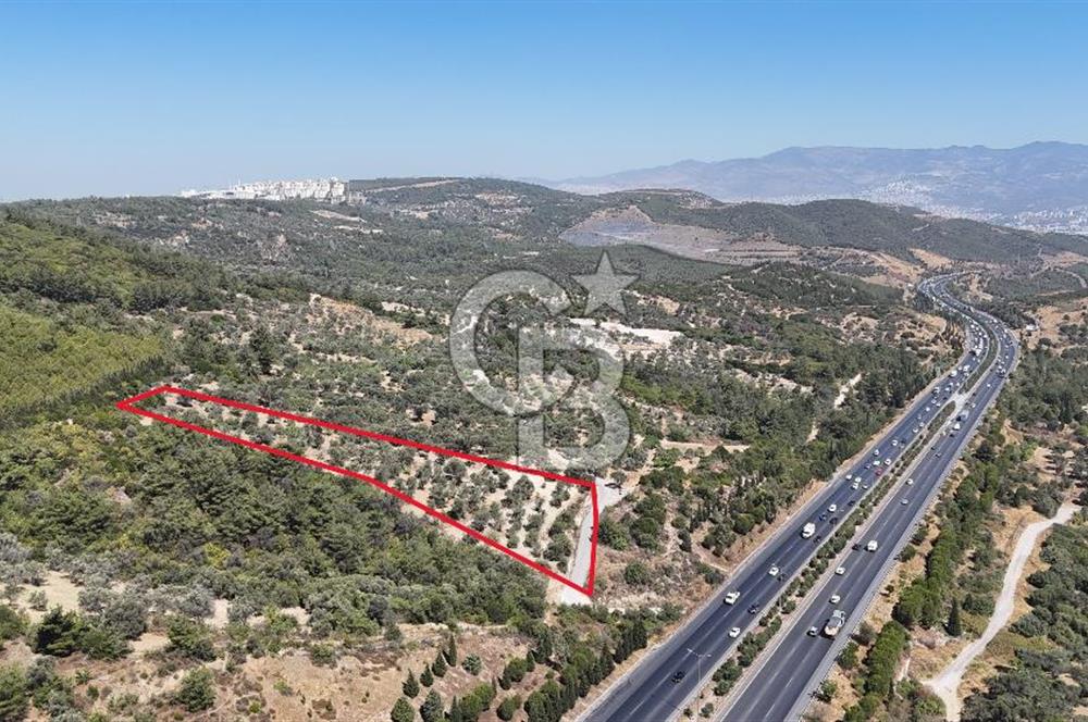 Bornovada Satılık Verimli Otobana yakın Zeytinlik150 Ağaç