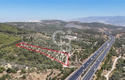 Bornovada Satılık Verimli Otobana yakın Zeytinlik150 Ağaç