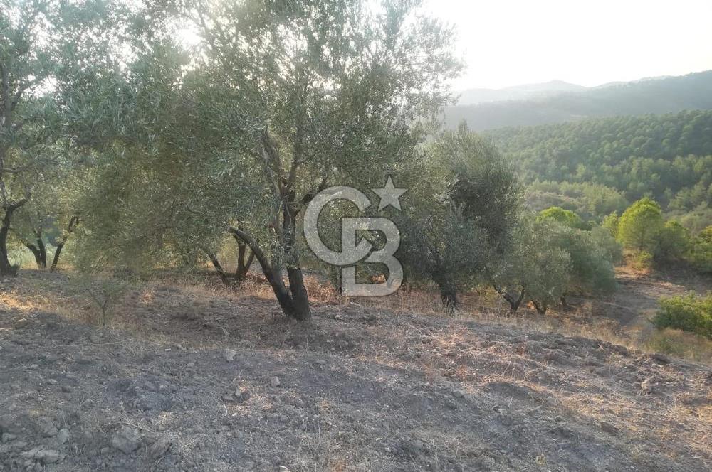 İZMİR BERGAMA 2.265 M2 DEĞERLİ YATIRIMLIK ZEYTİNLİK ARAZİ