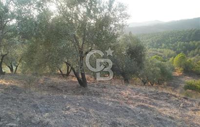 İZMİR BERGAMA 2.265 M2 DEĞERLİ YATIRIMLIK ZEYTİNLİK ARAZİ