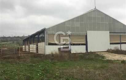 BALIKESİR ALTIEYLÜL PAMUKÇU'DA 24 DÖNÜM RUHSATLI ÇİFTLİK