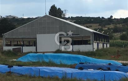 BALIKESİR ALTIEYLÜL PAMUKÇU'DA 24 DÖNÜM RUHSATLI ÇİFTLİK