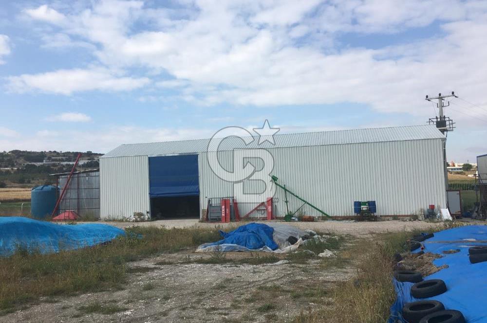 BALIKESİR ALTIEYLÜL PAMUKÇU'DA 24 DÖNÜM RUHSATLI ÇİFTLİK