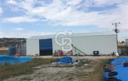 BALIKESİR ALTIEYLÜL PAMUKÇU'DA 24 DÖNÜM RUHSATLI ÇİFTLİK