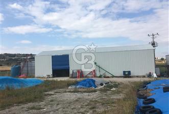 BALIKESİR ALTIEYLÜL PAMUKÇU'DA 24 DÖNÜM RUHSATLI ÇİFTLİK - 1 - 319920