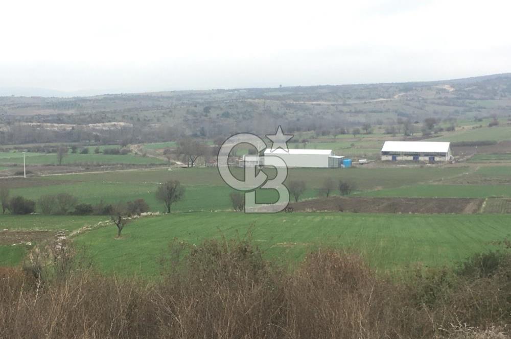 BALIKESİR ALTIEYLÜL PAMUKÇU'DA 24 DÖNÜM RUHSATLI ÇİFTLİK