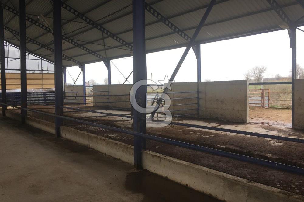 BALIKESİR ALTIEYLÜL PAMUKÇU'DA 24 DÖNÜM RUHSATLI ÇİFTLİK