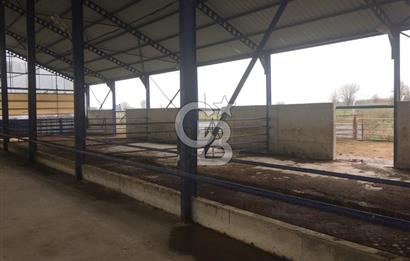 BALIKESİR ALTIEYLÜL PAMUKÇU'DA 24 DÖNÜM RUHSATLI ÇİFTLİK